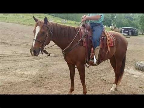 Price 7000. . Craigslist wisconsin horses for sale